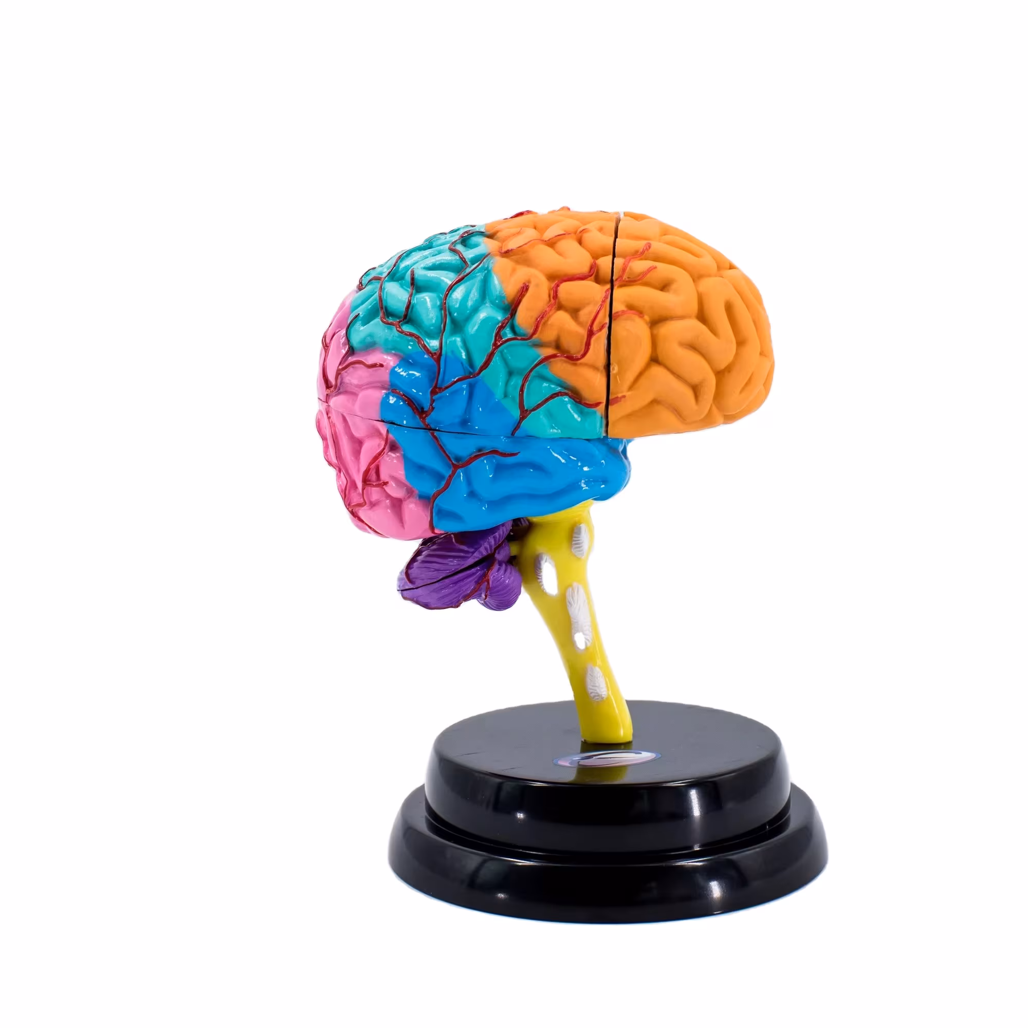Anatomical Brain Model (Human)